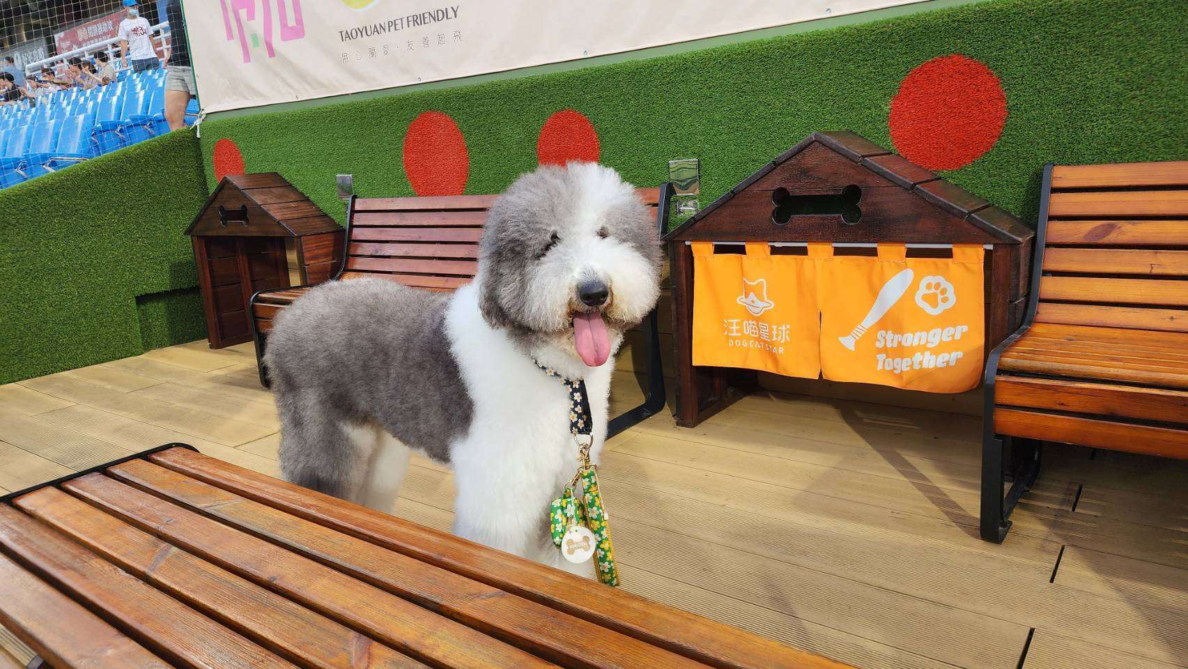 新春毛孩出遊不踩雷!桃園公開4大寵物放電路線 友善空間、公園這樣查