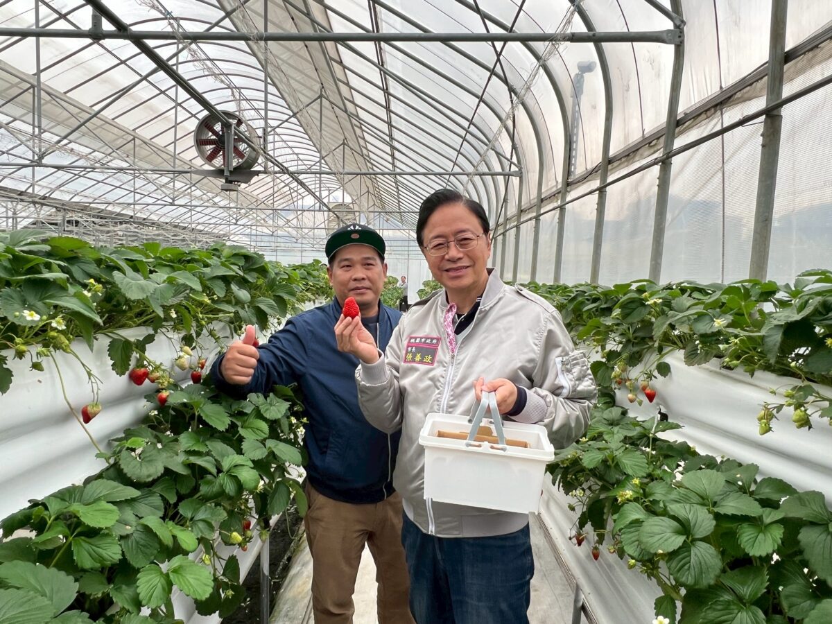 桃園草莓地圖涵蓋10行政區 張善政推廣食農教育肯定栽培用心 1010949 0