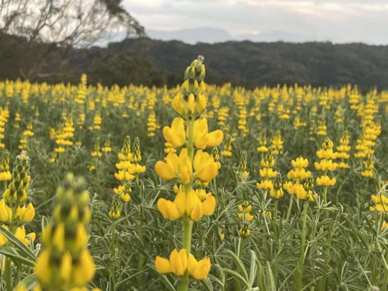 桃園魯冰花季明起開跑!龍潭大北坑休閒農業區花況曝光