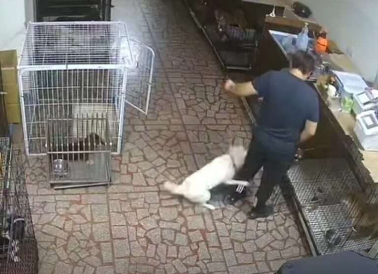 【有片】花錢送毛孩進地獄？楊梅訓犬中心爆虐狗 柴犬遭狠拽癱軟失禁