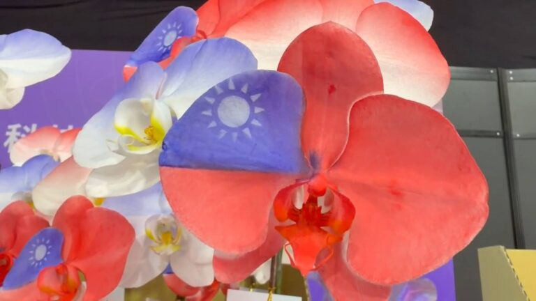 「違憲關稅」將停收　一變再變台業者憂2／蝴蝶蘭零關稅變卦？　傳產業者盼維持15%關稅