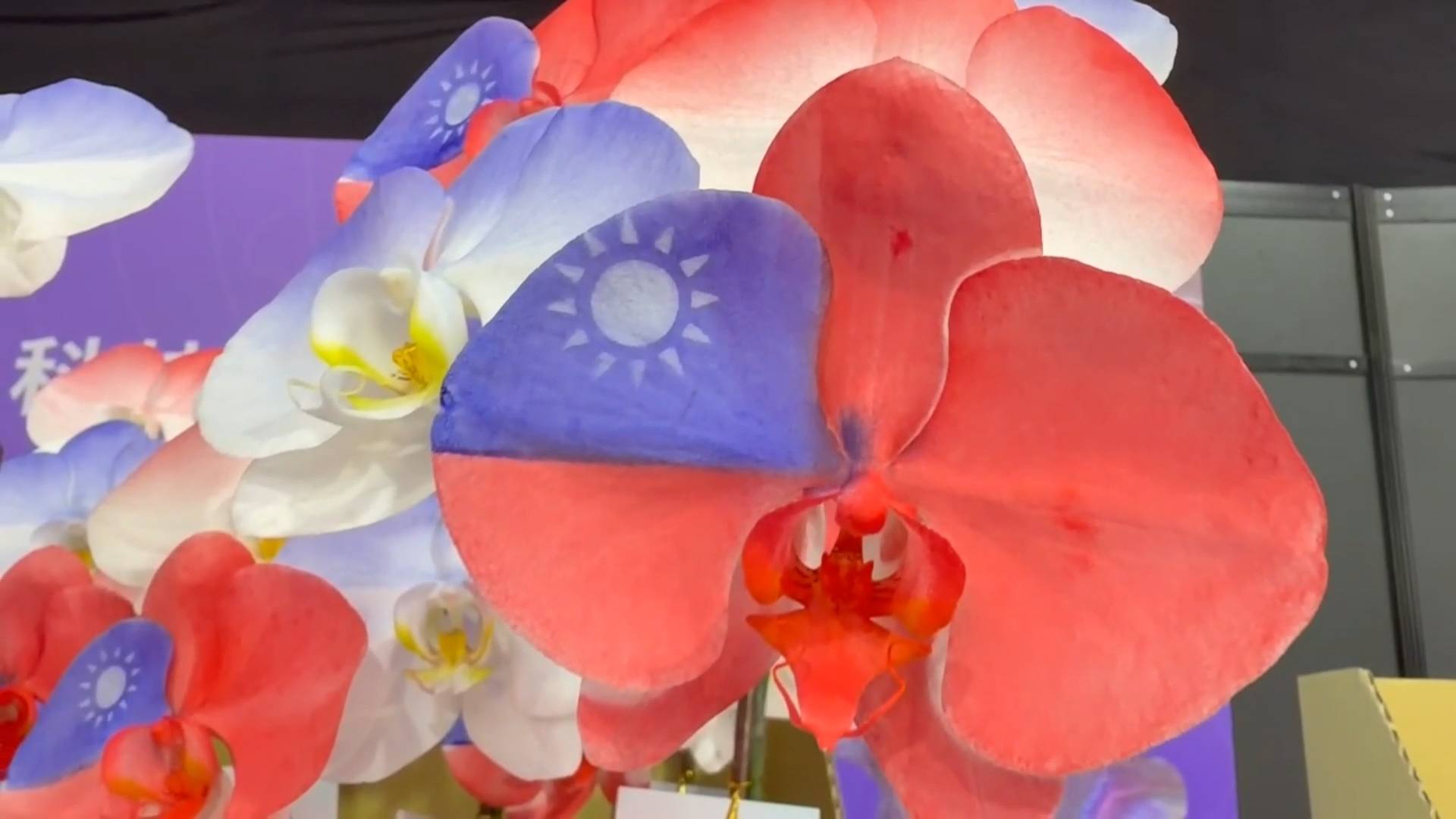 「違憲關稅」將停收 一變再變台業者憂2/蝴蝶蘭零關稅變卦? 傳產業者盼維持15%關稅