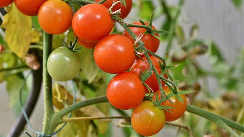 番茄抗癌要吃對方法 專家:搭配油脂加熱才能釋放茄紅素