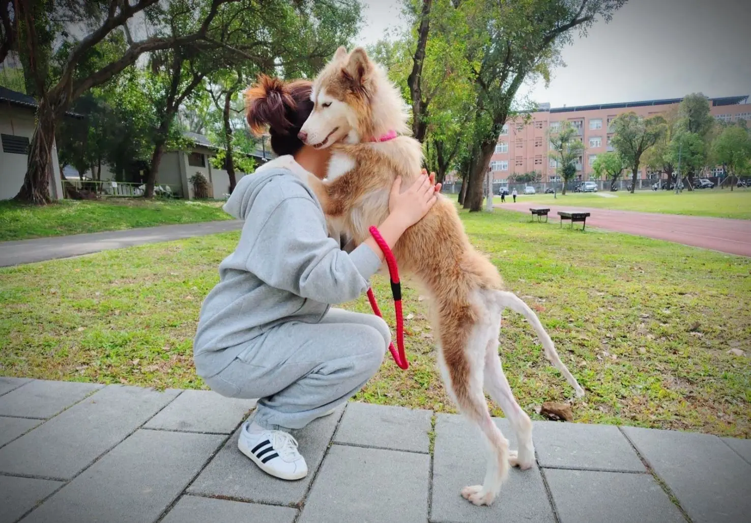 每10個桃園人就有1隻寵物 家貓、家犬登記率曝光 每10個桃園人就有1隻寵物 家貓、家犬登記率曝光