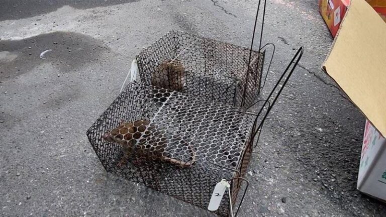 國內今年首例漢他病毒奪命 醫警示：症狀像感冒、出現「大白肺」致死率極高