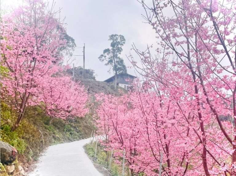 近距離拍櫻花雨！桃園復興區「櫻花公路小旅行」私房路線曝