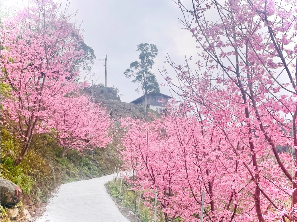近距離拍櫻花雨!桃園復興區「櫻花公路小旅行」私房路線曝 618811011 999627395722231 6527522497285986529 n