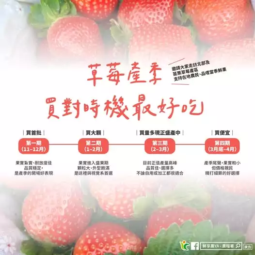 草莓控必看!農糧署公開產期表 教你四階段挑對好滋味 627748314 1215314094080552 6414794035071401153 n