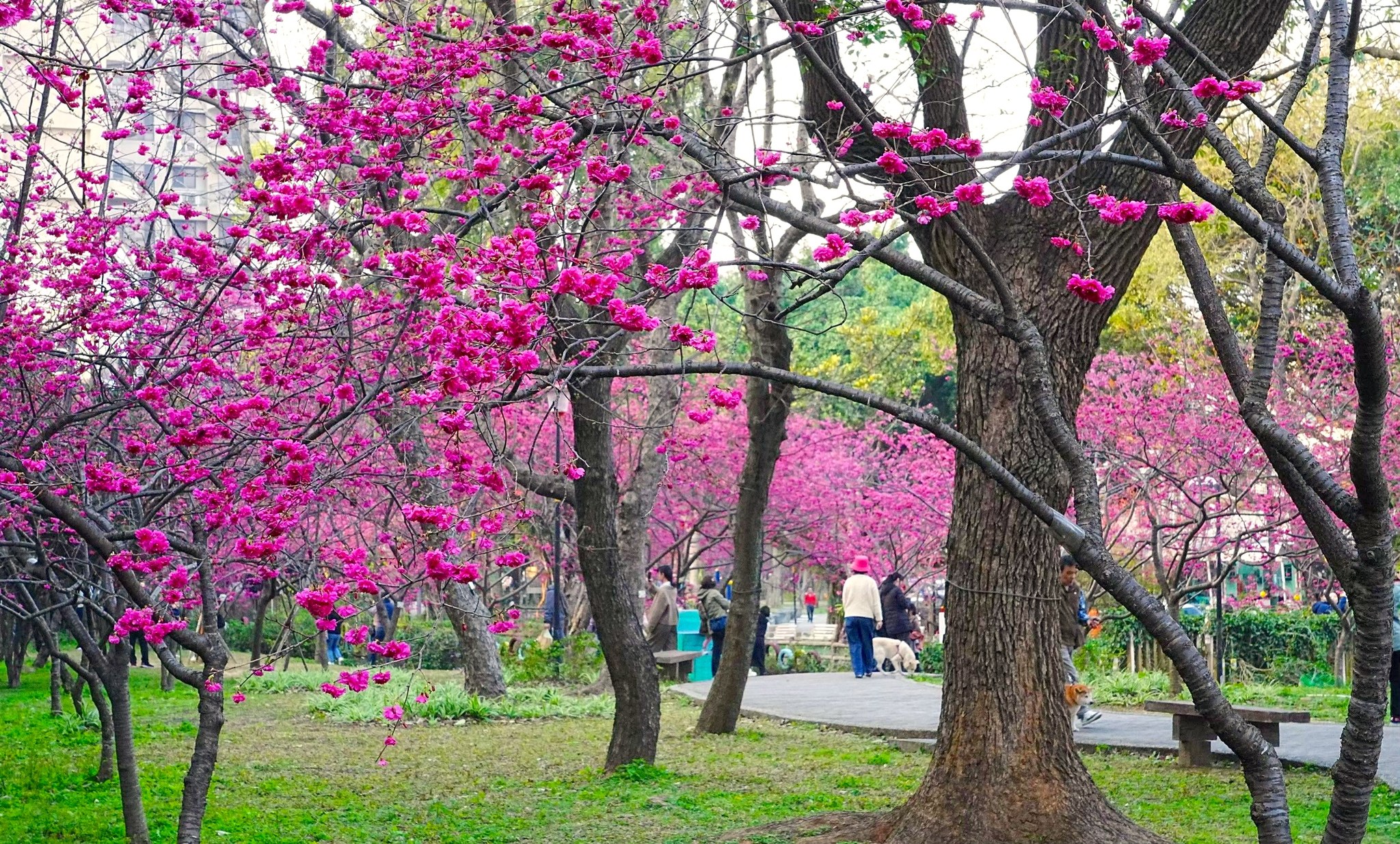 中壢健行商圈櫻花祭2/27起登場 亮點搶先看 634713069 1206635508345199 7984263715149351108 n