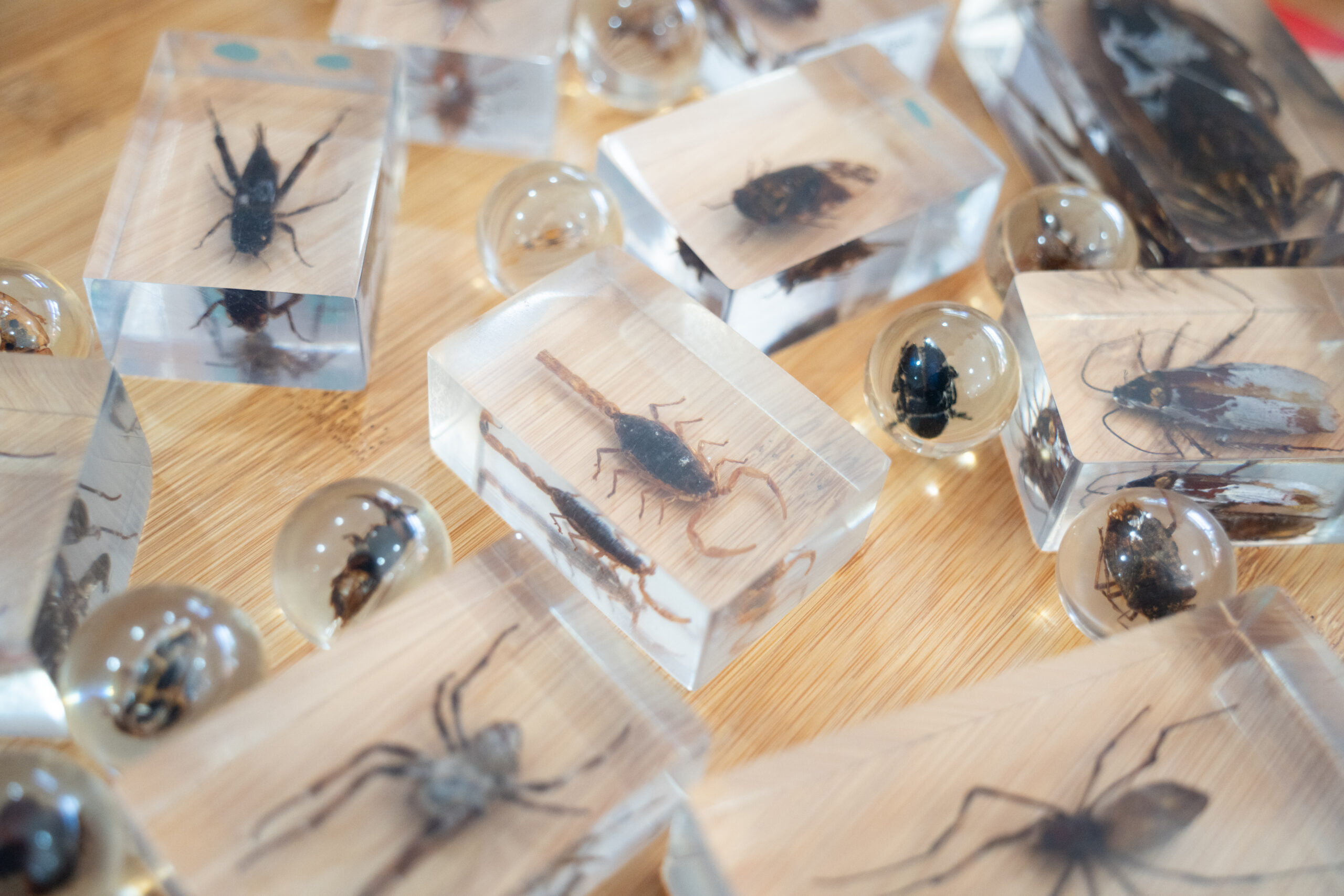 動物園馬年刮刮樂竟抽中「小強標本」 網笑:可以丟了 DSC05855馬年刮刮樂刮到「斑馬獎」可以獲得隨機昆蟲樹脂標本 scaled