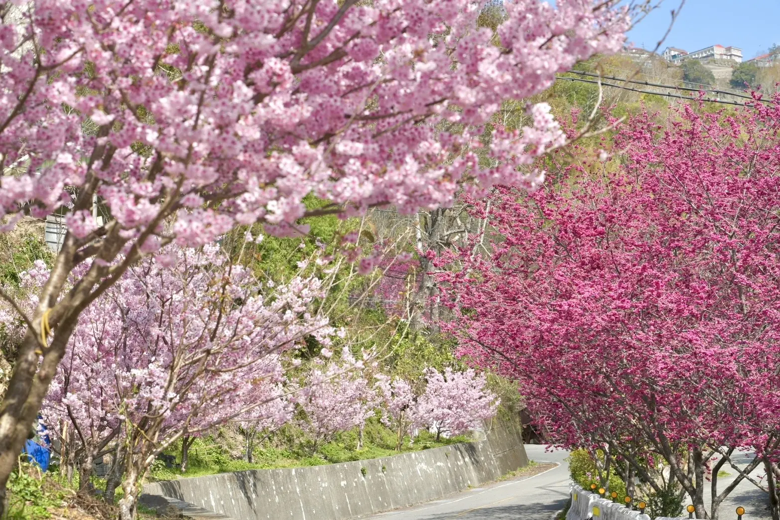 櫻吹雪美景就在桃園!北橫櫻花秘境全攻略 漫遊巴陵感受春之氣息 櫻吹雪美景就在桃園!北橫櫻花秘境全攻略 漫遊巴陵感受春之氣息