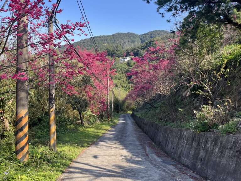 北橫櫻花季2/20浪漫登場 桃園復興區賞櫻地圖全攻略