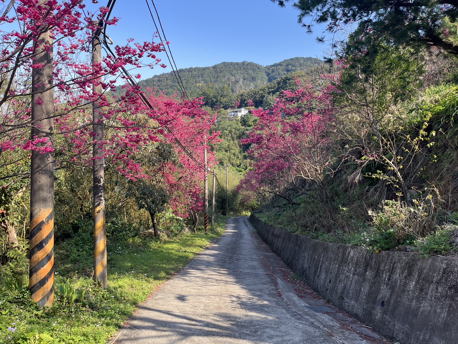 北橫櫻花季2/20浪漫登場 桃園復興區賞櫻地圖全攻略