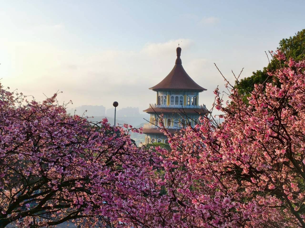 賞花還能抽泡湯券!「2026花見櫻花季」活動倒數計時 景觀處邀您來天元宮拍照打卡抽好禮