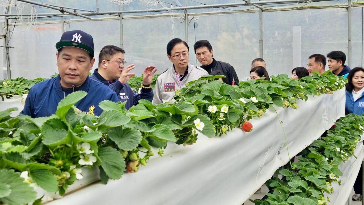 桃園草莓地圖涵蓋10行政區 張善政推廣食農教育肯定栽培用心 S 71368722 0