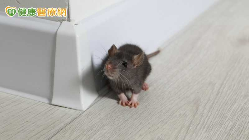 漢他病毒可存活2至7天!漂白水清鼠屍糞 疾管署揭正確比例