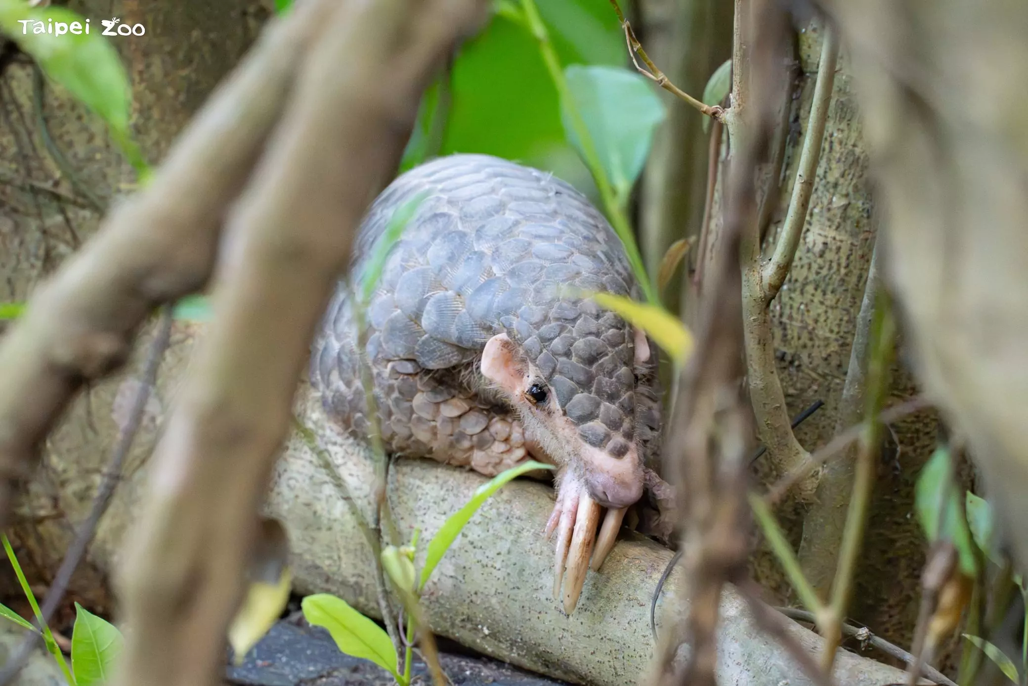 市立動物園初五強攻世界穿山甲日 揭密極危物種野放追蹤轉折 市立動物園初五強攻世界穿山甲日 揭密極危物種野放追蹤轉折