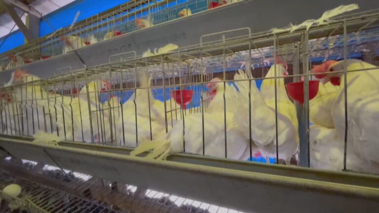 台南後壁1蛋雞場確診H5N1禽流感　動保處已撲殺、消毒