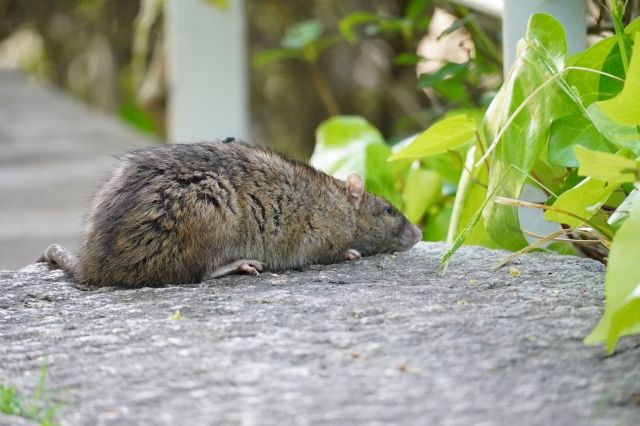 北市漢他病毒釀1死、捷運傳鼠患 蔣萬安動員全市地毯式清消