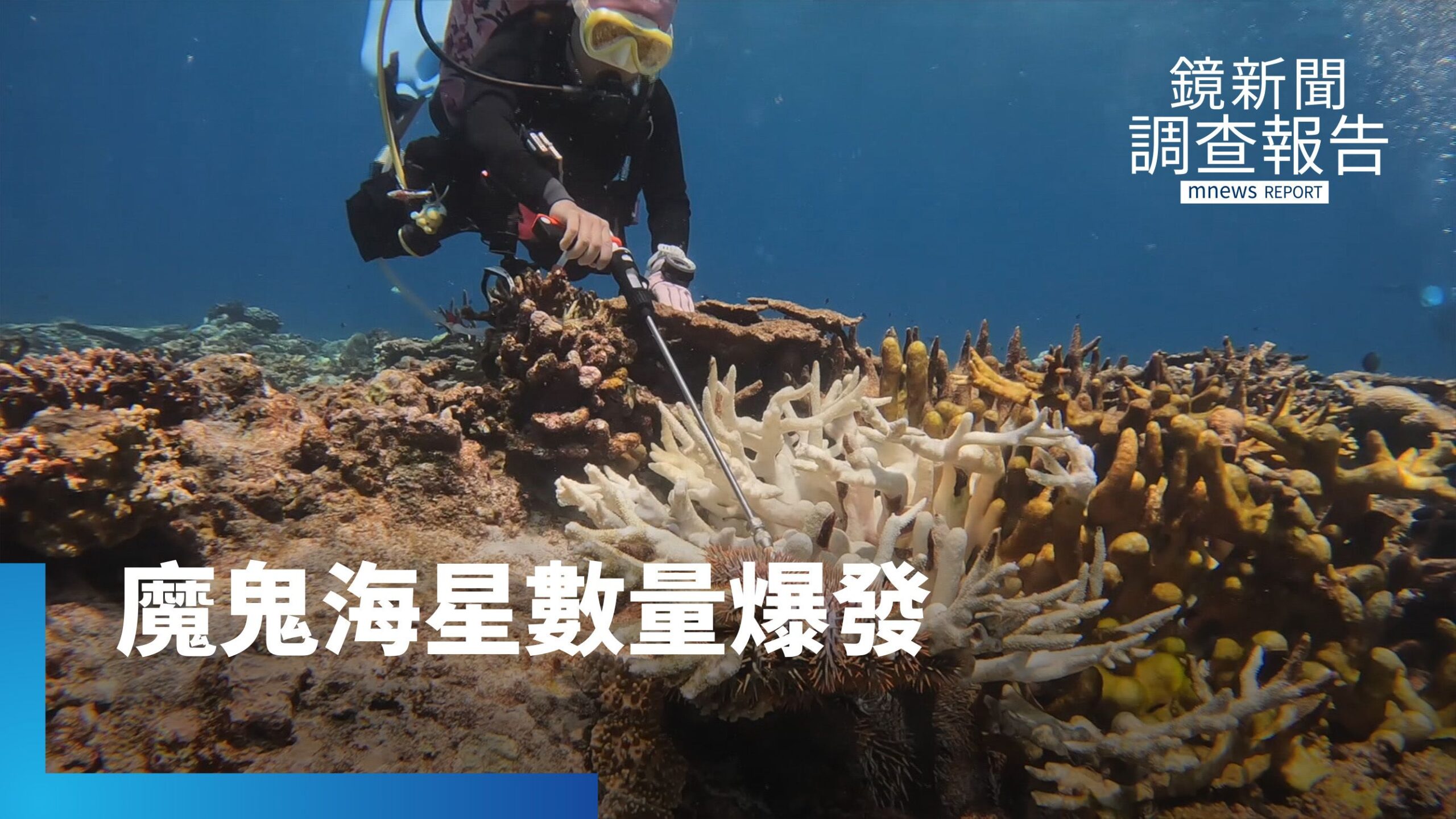 魔鬼海星數量大爆發! 東沙環礁「珊瑚」生態告急|救救海洋