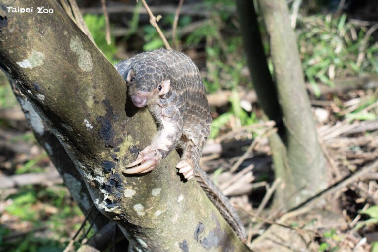 初五迎財神也迎牠！　到北市動物園找穿山甲疊好運、集限定徽章