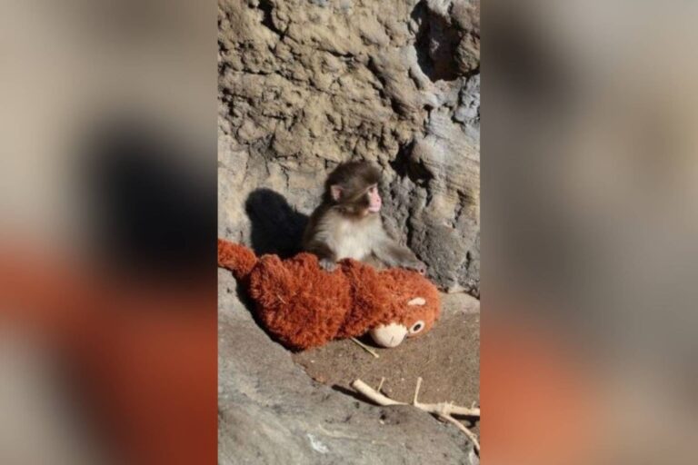 Panchi遭大猴拖拽尖叫「緊抱玩偶求安慰」　園方曝觀察情況