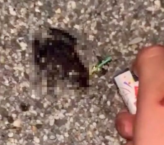 高工生過年炸青蛙「鞭炮塞嘴」 還拍影片PO網…被送保七總隊偵辦