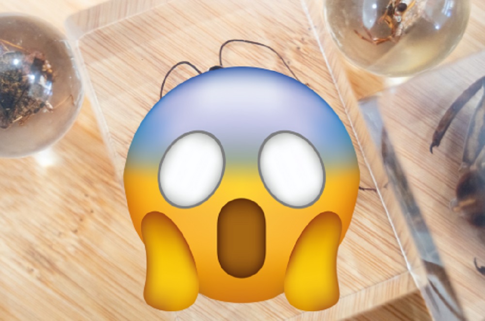 動物園馬年刮刮樂竟抽中「小強標本」 網笑:可以丟了