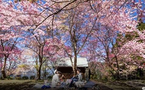 桃園春節觀光人潮開紅盤 北橫櫻花季接棒邀民眾共賞粉嫩花海