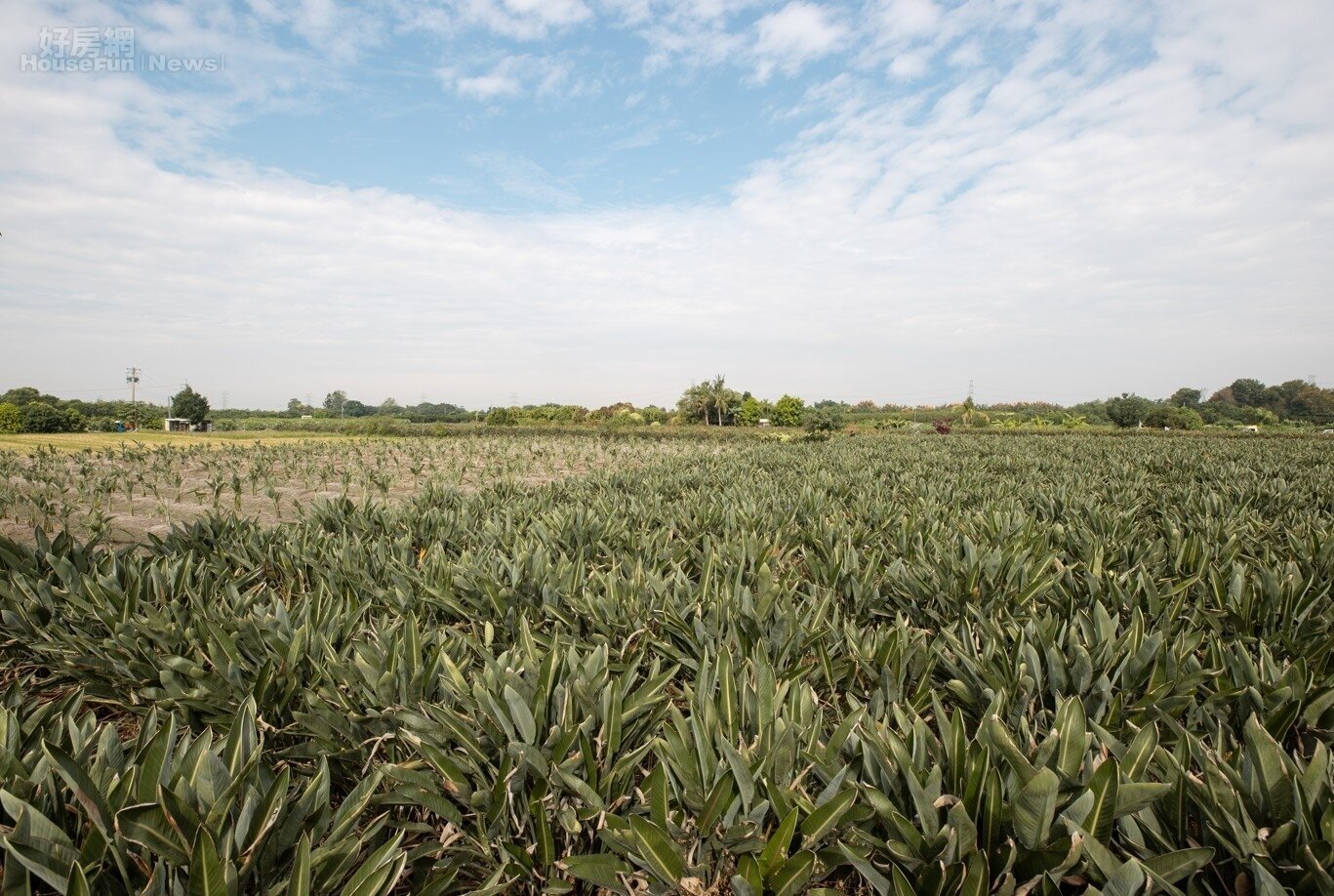 專題/等了百年!農民變身地主 國有地放領解鎖:申請期限與規範全攻略 專題/等了百年!農民變身地主 國有地放領解鎖:申請期限與規範全攻略