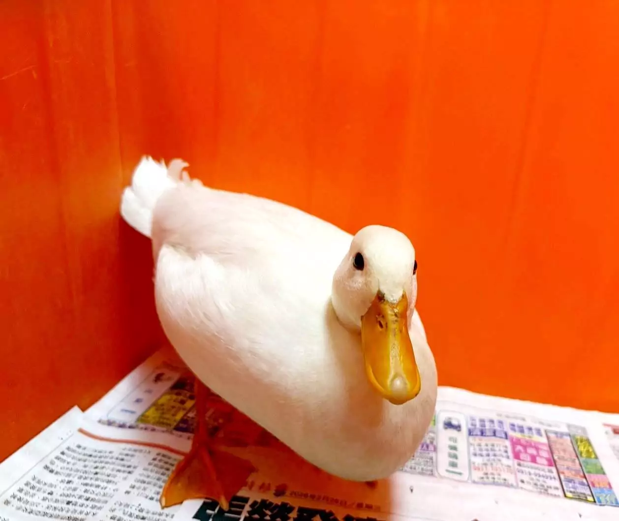 鬃獅蜥、柯爾鴨15隻萌寵找家!桃園特寵認養會3/14這裡登場 鬃獅蜥、柯爾鴨15隻萌寵找家!桃園特寵認養會3/14這裡登場
