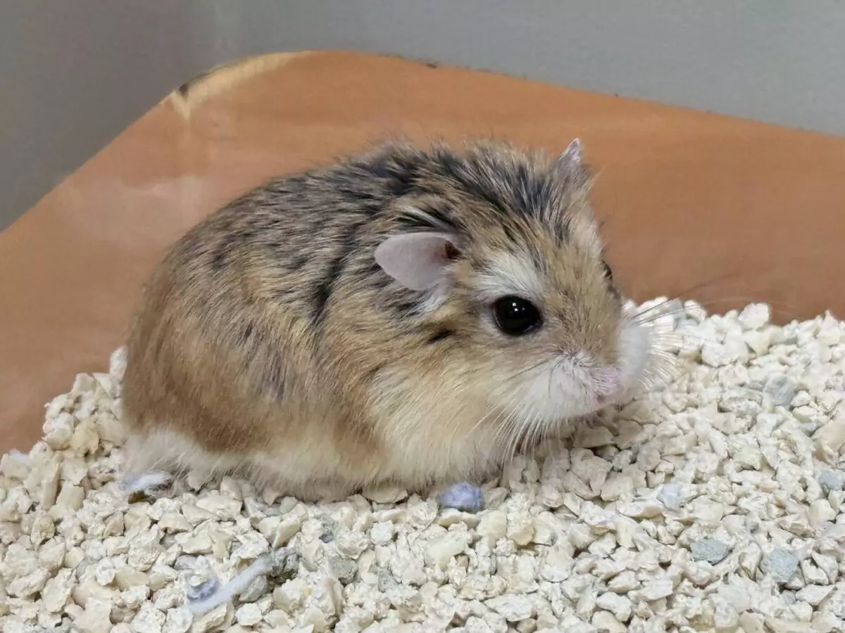 鬃獅蜥、柯爾鴨15隻萌寵找家!桃園特寵認養會3/14這裡登場 1022427 0