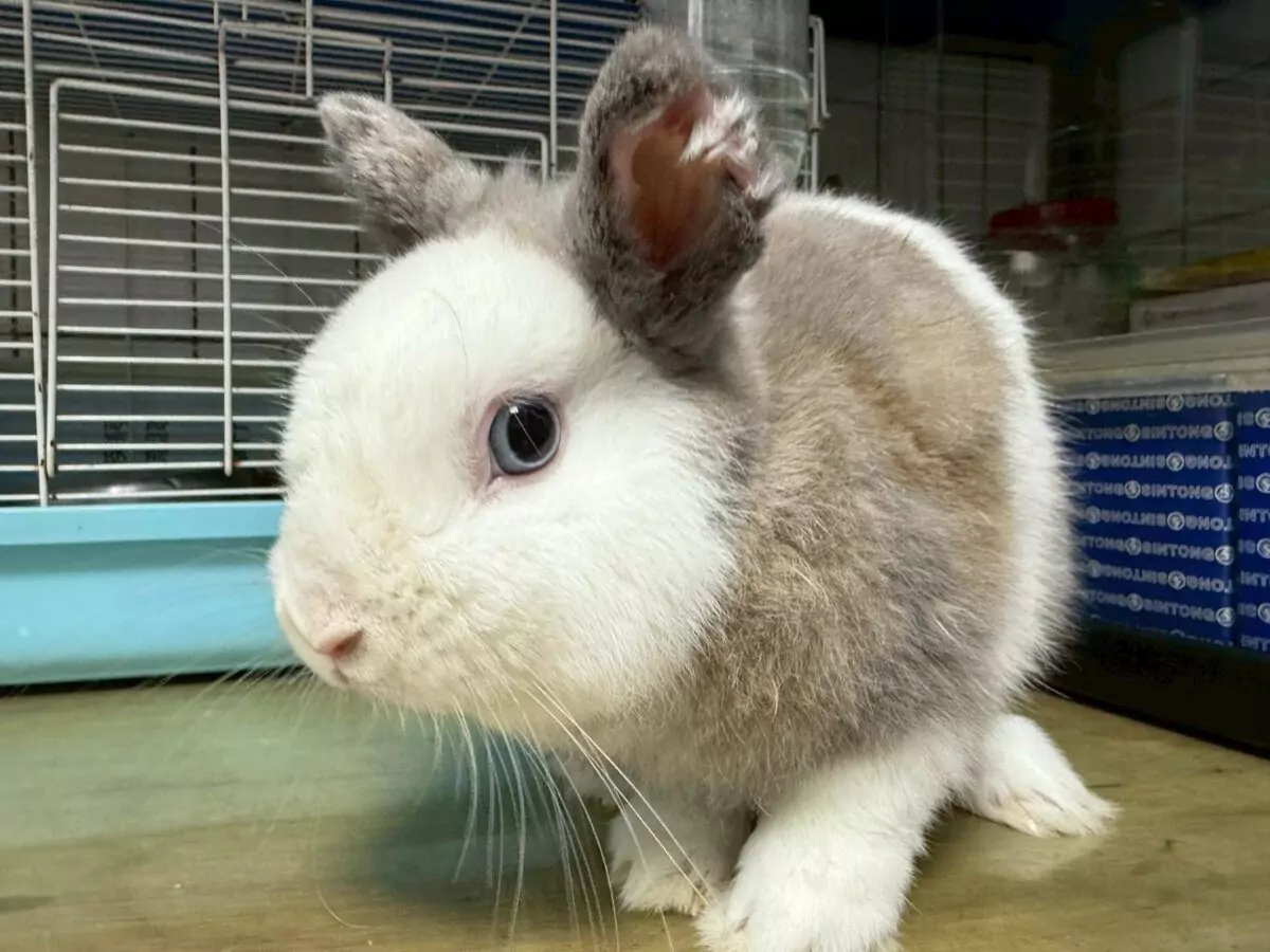 鬃獅蜥、柯爾鴨15隻萌寵找家!桃園特寵認養會3/14這裡登場 1022428 0