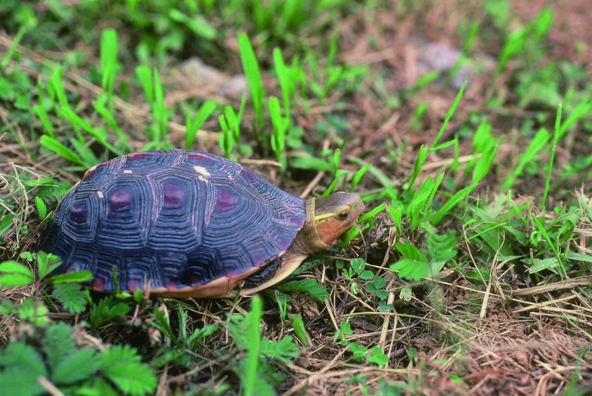 林業署發錢了!農友守護一級保育龜 每公頃最高領3萬 123 1