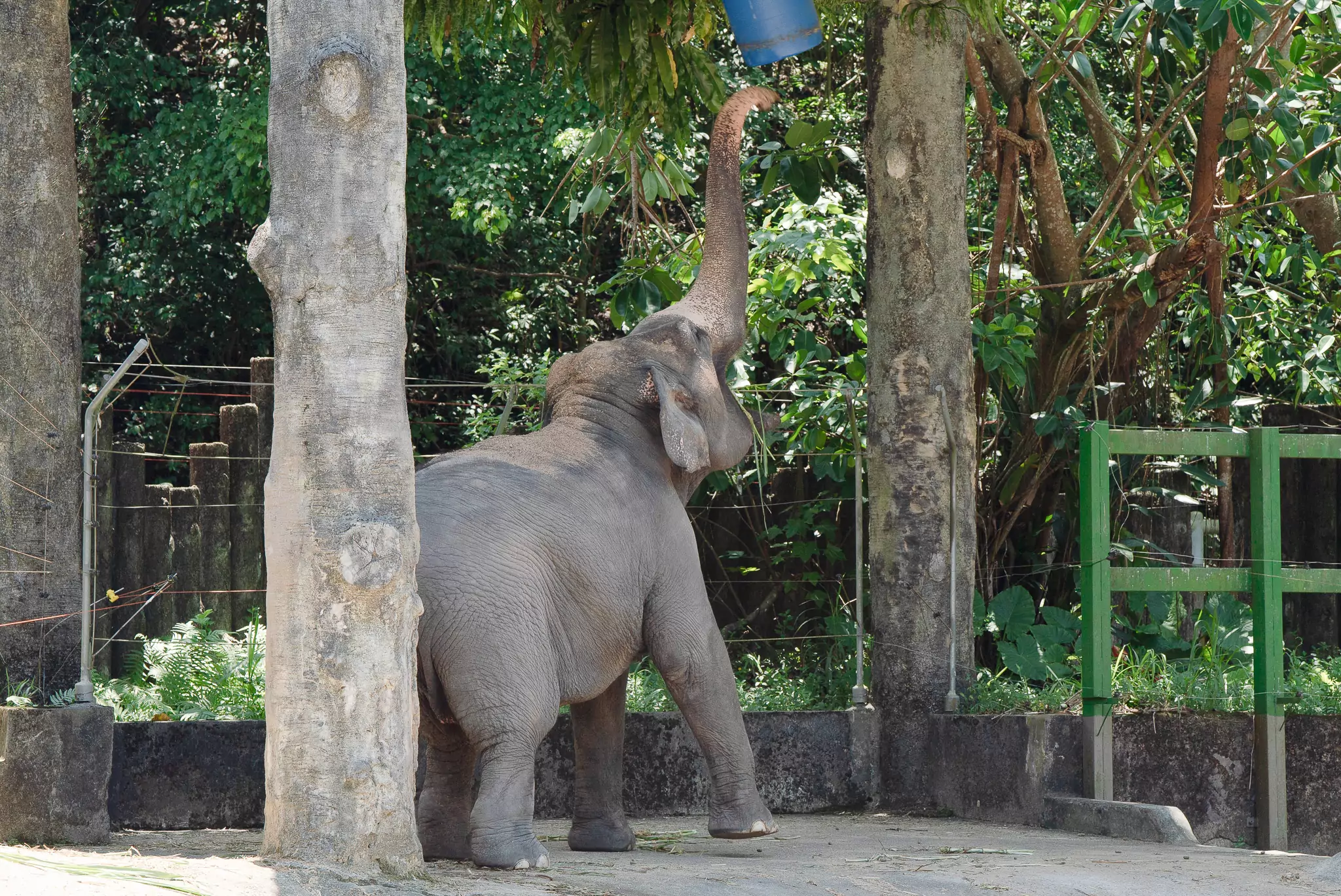 想吃零食先運動!動物園大象「伸鼻子健身」畫面曝 想吃零食先運動!動物園大象「伸鼻子健身」畫面曝