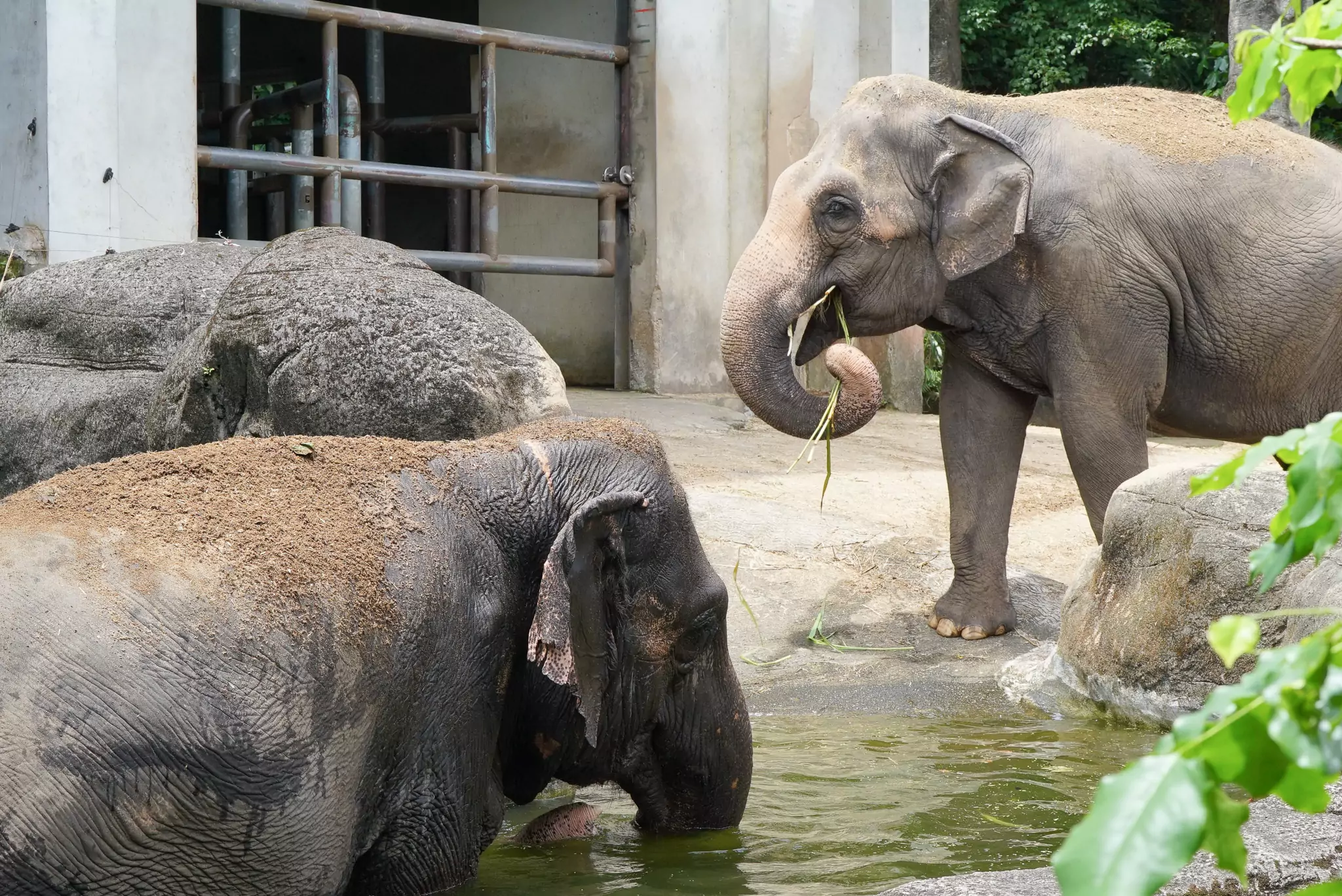 想吃零食先運動!動物園大象「伸鼻子健身」畫面曝 18880 0