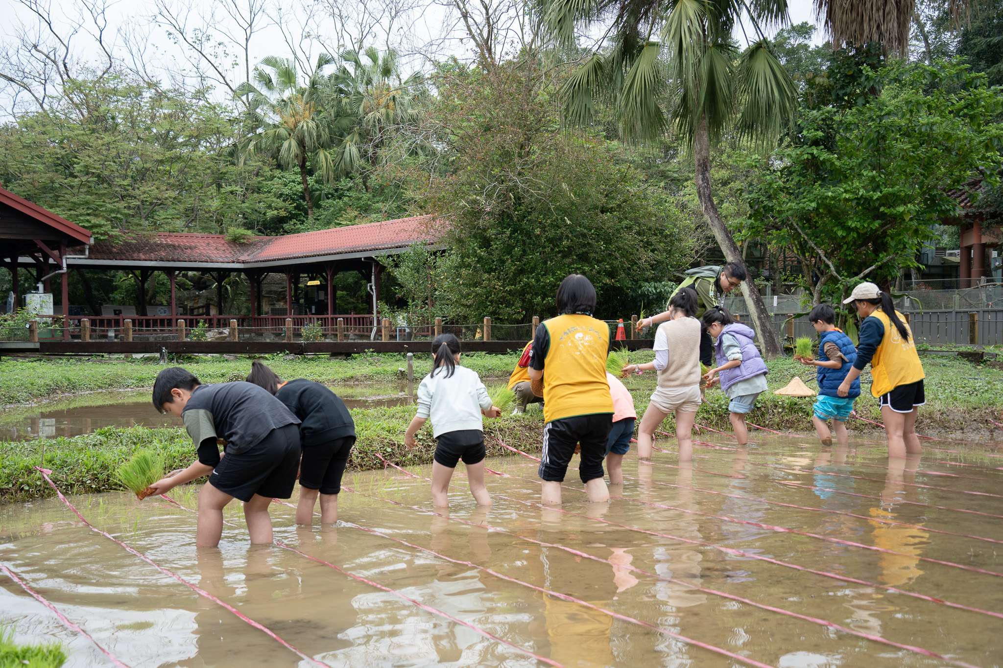北市動物園農村體驗營開跑 大小朋友踩進泥濘體驗水田生態