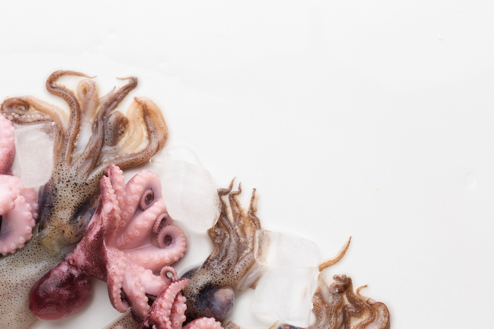 海科館研習開放一般民眾、親子參加 一窺頭足類生物奧秘 海科館研習開放一般民眾、親子參加 一窺頭足類生物奧秘