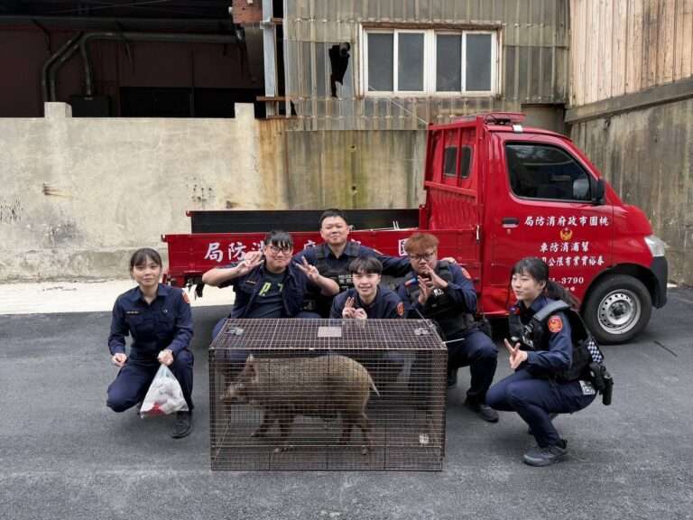 【有片】桃園觀音驚見山豬逛大街 警消靠「花生」成功圍捕