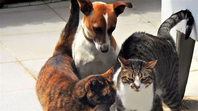 毛孩經濟大爆發!桃園寵物用品店年增6.1%奪六都之冠 專家揭關鍵 毛孩經濟大爆發!桃園寵物用品店年增6.1%奪六都之冠 專家揭關鍵