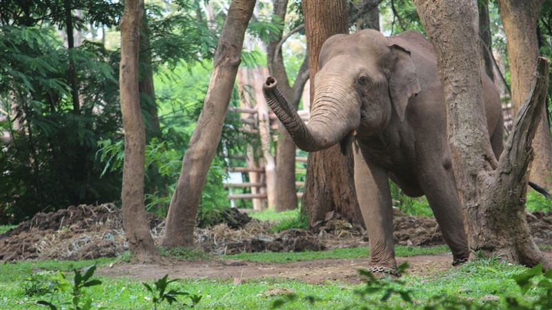泰國緊急驅離野象!8旬翁遭踩踏重傷亡 應變小組進駐村莊 泰國緊急驅離野象!8旬翁遭踩踏重傷亡 應變小組進駐村莊