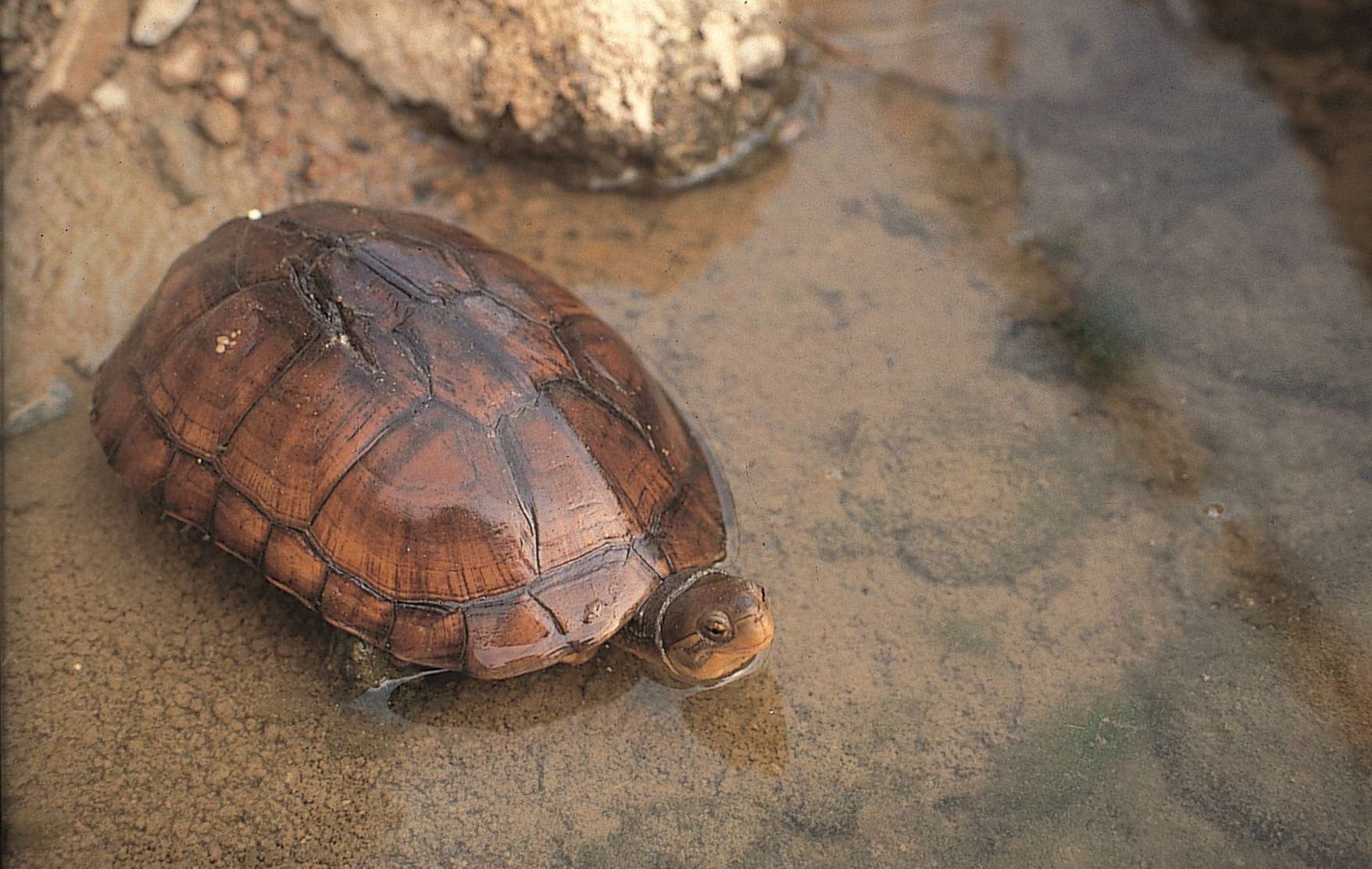林業署發錢了!農友守護一級保育龜 每公頃最高領3萬
