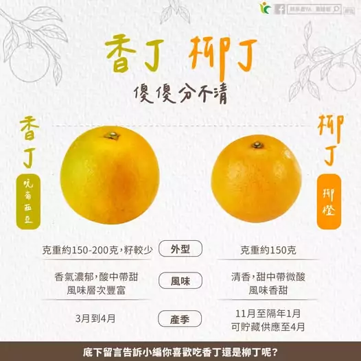 柳丁、香丁分不清?一張圖教你變專家:這款「香氣爆棚」正盛產 617103394 1203975575214404 4703645036920285154 n