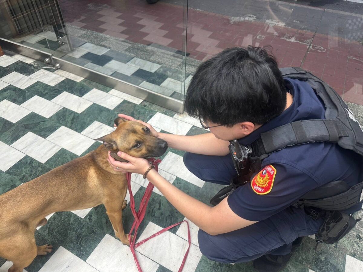 平鎮米克斯犬走失闖車陣!暖警即時救援助飼主團圓 855154 0