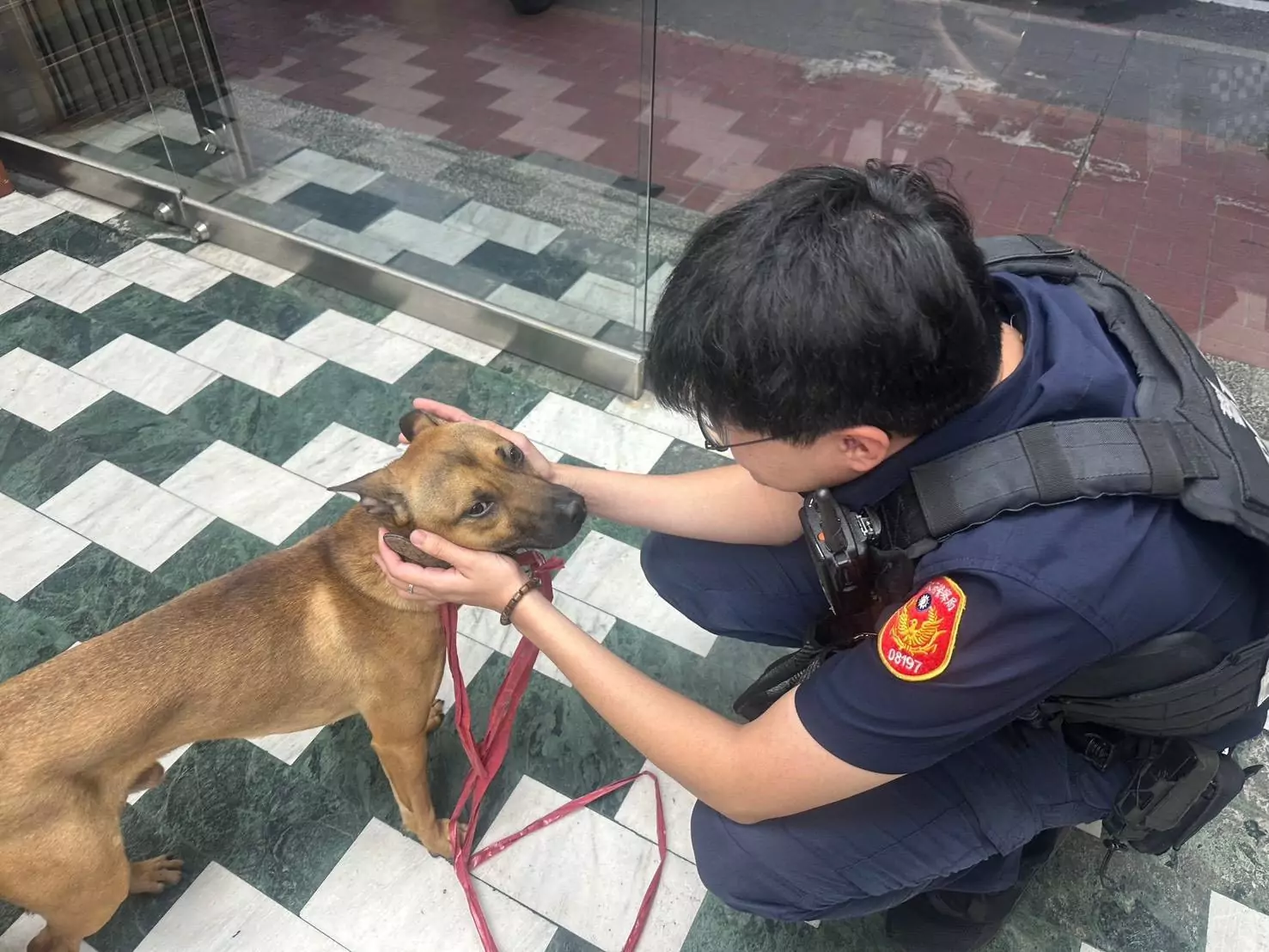 平鎮米克斯犬走失闖車陣!暖警即時救援助飼主團圓 平鎮米克斯犬走失闖車陣!暖警即時救援助飼主團圓