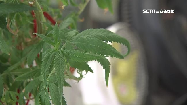 處方藥配大麻捲菸 24歲男心跳狂飆急送醫