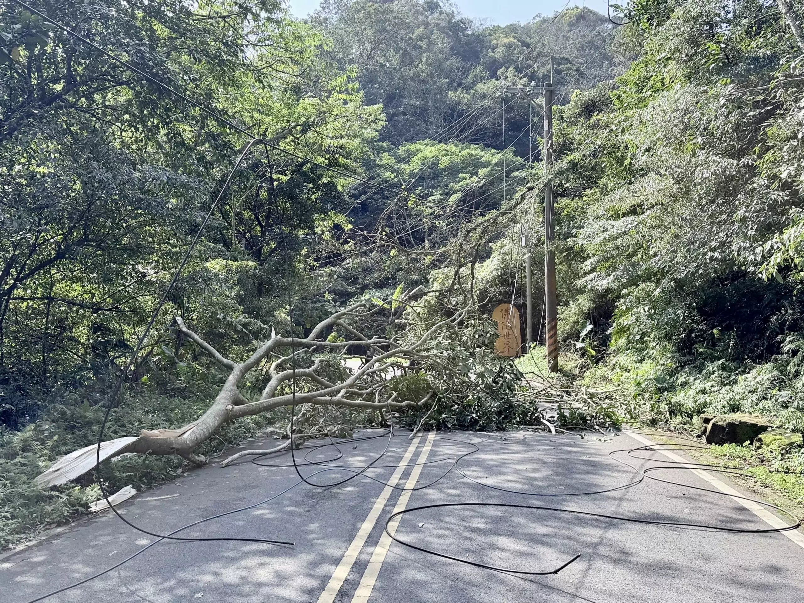 龍潭6級強風吹斷路樹阻通行 警民合力鋸斷移開 S 10297362 scaled