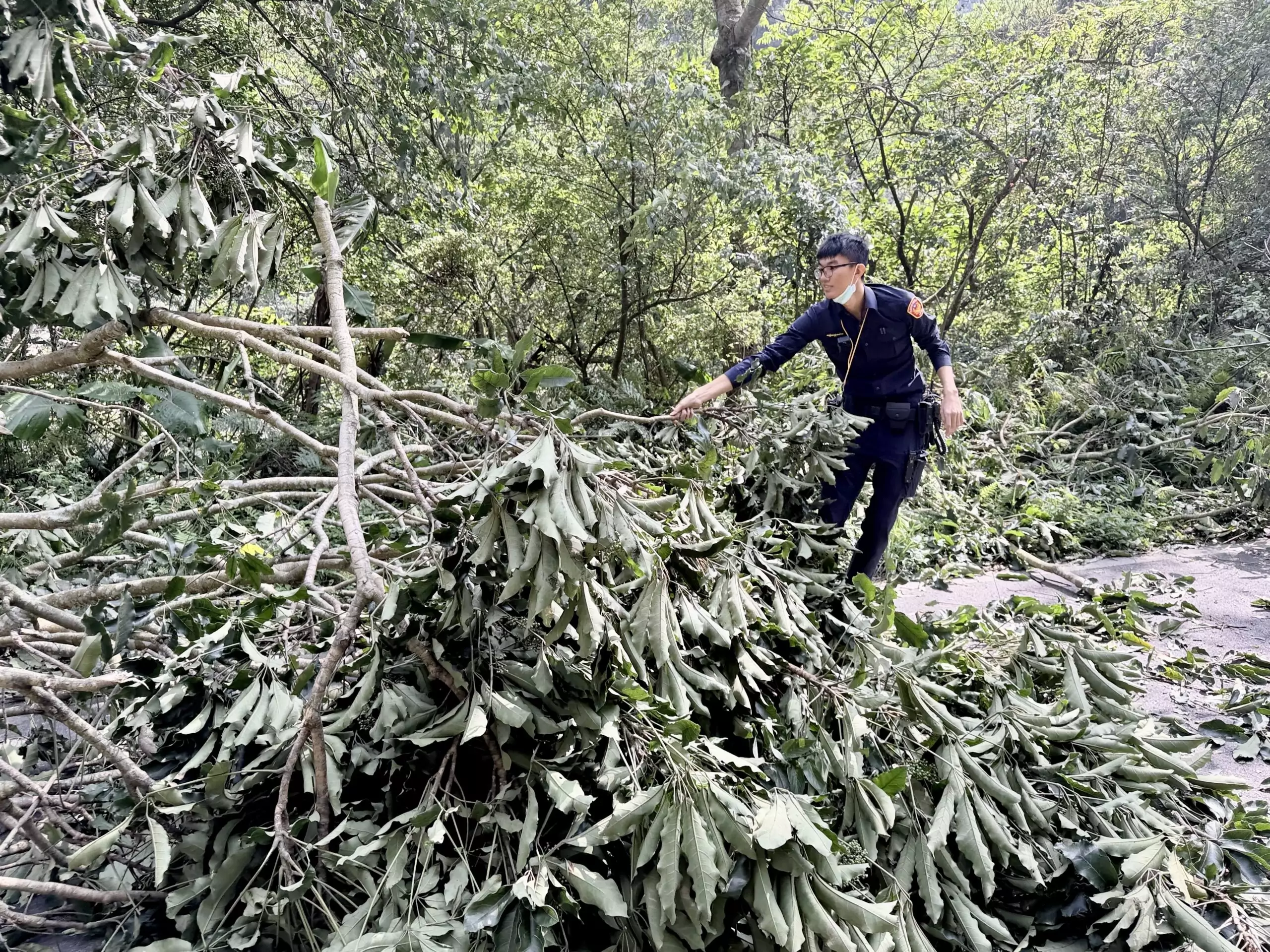 龍潭6級強風吹斷路樹阻通行 警民合力鋸斷移開 S 10297364 scaled