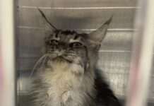 黑心商人三度違法!非法繁殖場藏中壢 動保處火速營救34緬因貓 黑心商人三度違法!非法繁殖場藏中壢 動保處火速營救34緬因貓