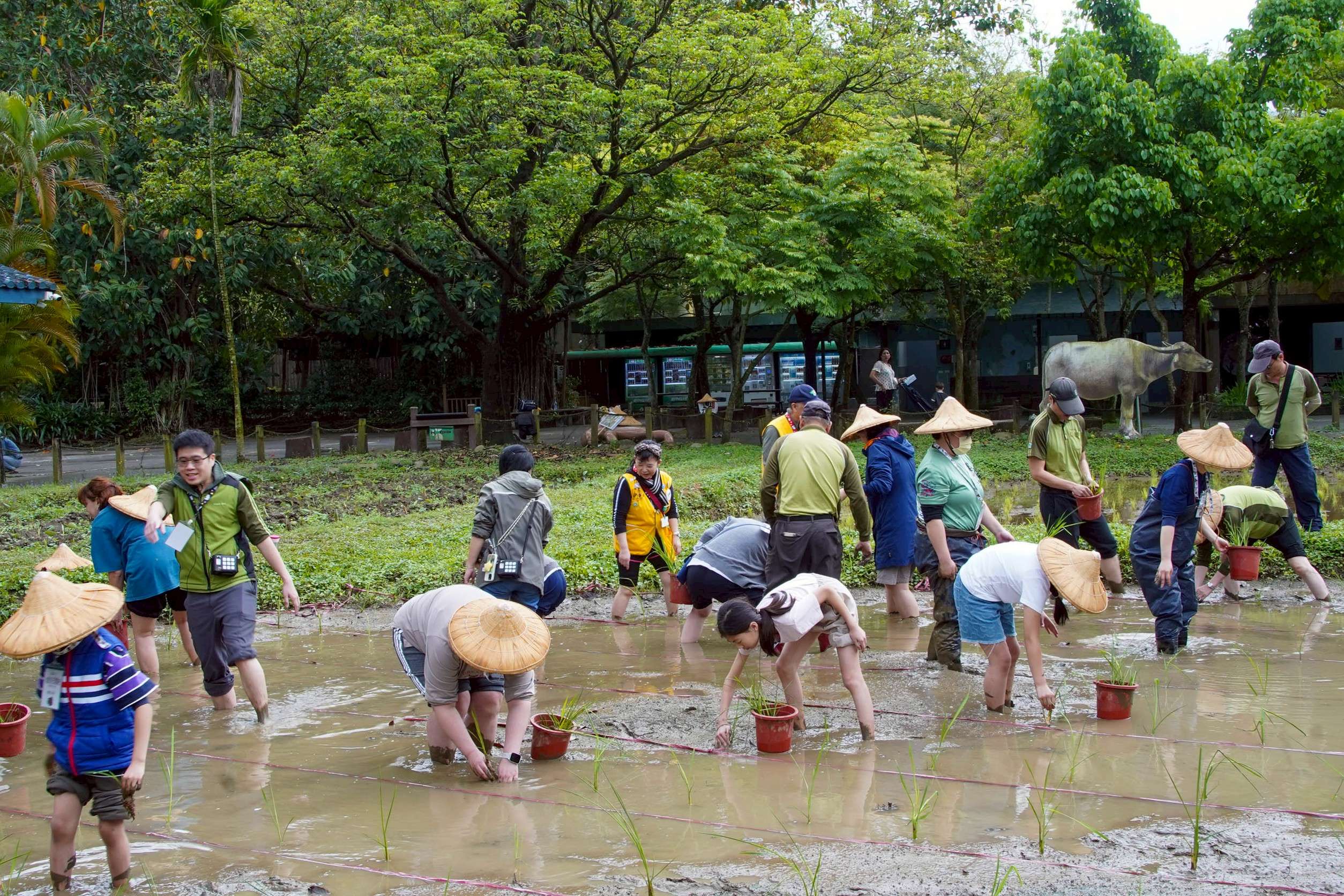 動物園食農教育開課!孩童踩泥巴種茭白筍體驗「農村力」 動物園食農教育開課!孩童踩泥巴種茭白筍體驗「農村力」